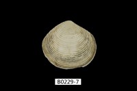 藏品(唱片蛤)的圖片